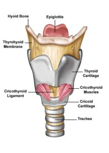 Diagram of Larynx